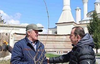 Bolu Belediyesi mahallelerde fidan dağıtıyor