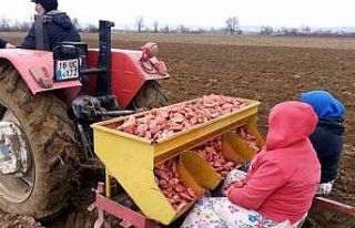 Bursa’da ‘sarı altın’ ekimi başladı