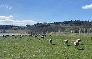 Büyükçekmece Baraj Gölü çekildi, balıkların...