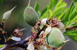 Çağla-bademi kilosu 100 liradan tezgaha indi
