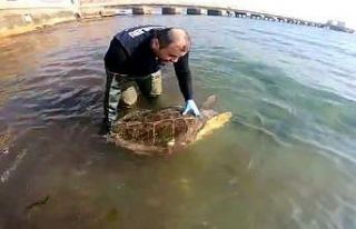 "Caretta caretta" kurtarma operasyonu