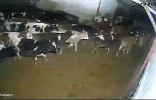 Çiftlik hayvanlarının depreme verdiği tepki kameraya...