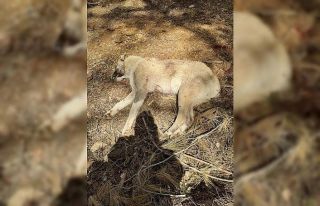 Çoban köpeklerini av tüfeğiyle vurup telef ettiler
