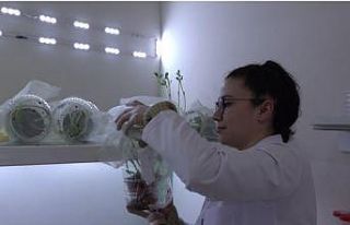 Çorum’da böcek üretim laboratuvarı kuruldu