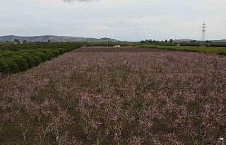 Çukurova’da bahçelerin görsel şöleni
