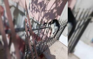Demir parmaklıklara sıkışan kediyi itfaiye kurtardı
