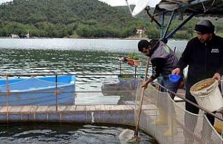 Deprem balık ihracatını da vurdu: Üretim 7 milyon...