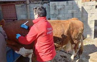 Depremde hayvanların da yaraları sarıldı