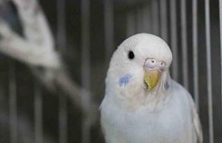 Depremden sonra muhabbet kuşlarının satışı patladı