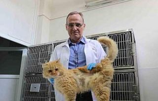 Depremden yaralı kurtarılan hayvanlar Elazığ’da...