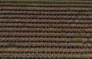 Depremin vurduğu Hatay’ın Amik Ovası’nda, meyve...