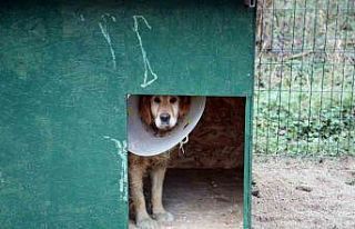 Depremzede hayvanların yeni yuvası: Akyazı