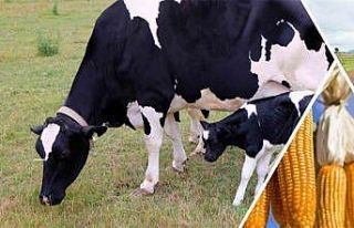 Destekleme ödemesi bugün hesaplara aktarılacak