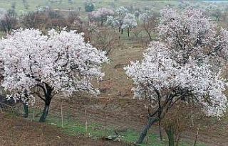 Dicle’de ağaçlarda renk cümbüşü oluştu