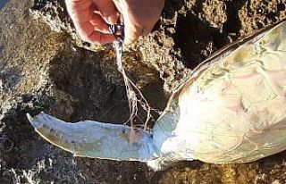 Didim’de caretta caretta cinsi deniz kaplumbağası...