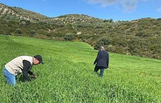 Didim’de hububat ekili araziler denetlendi