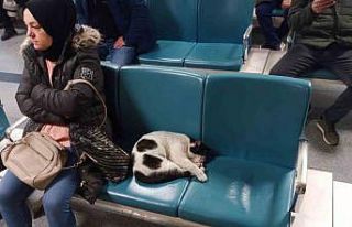 Dışarıda üşüyen kedi ısınmak için hastaneye...