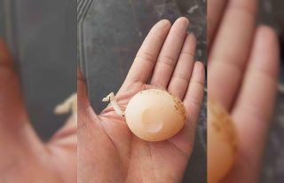 Diyarbakır’da kuyruklu yumurta görenleri şaşırttı