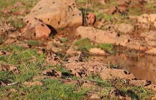 Diyarbakır’ın bir mahallesinde tırtıl yoğunluğu:...