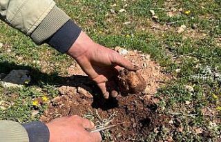 Doğada kendiliğinden yetişiyor, birçok ailenin...