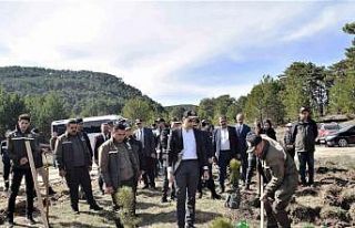 Domaniç’te 250 karaçam fidanı toprakla buluştu