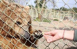Dünya Ayı Günü’nde ayılara balkabağı pastası