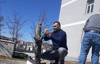 Duyarlı öğretmenden yabani meyve ağaçlarına...