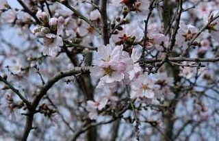 Edirne’de badem ağaçları erken çiçek açtı