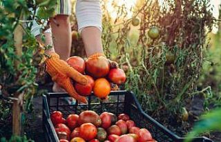 Egeli ihracatçılardan domates ihracatına getirilen...