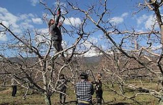 Eğirdir’de elma bahçelerinde budama sezonu başladı