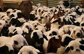 Elazığ’da 98 bin sığır aşılandı