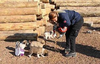 Erciş belediyesi sokak hayvanlarını unutmuyor