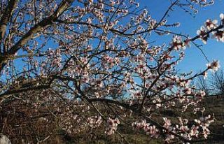 Erken çiçek açan meyve ağaçları üreticiyi endişelendiriyor