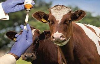 Eskişehir’de şap virüsü alarmı