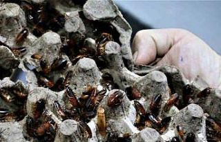 Ev kadınlarının korkulu rüyası haline gelen hamam...