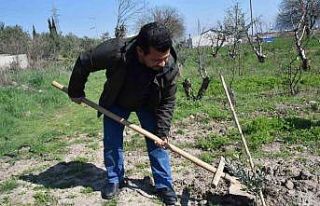 Fidanlar Yunusemre’de toprakla buluşuyor