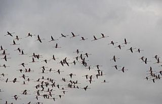 Flamingoların göç yolundaki molaları dron ile...