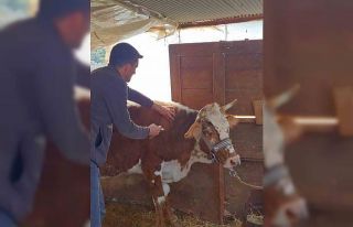 Gazipaşa’da şap aşısına başlandı