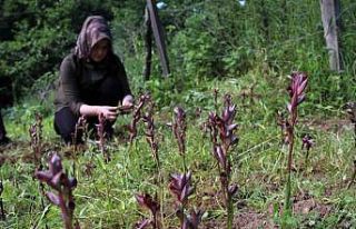 Giresun’da fındığa ek gelir maviyemiş ve salep...