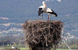 Gökova’nın misafirleri erken geldi