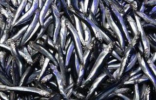 Hamsi ihracatında düşüş