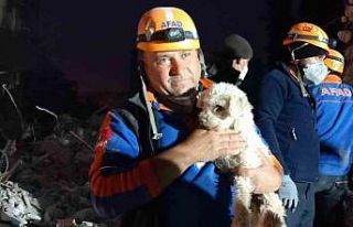 Hatay’da 25 gün sonra bir köpek enkaz altından...