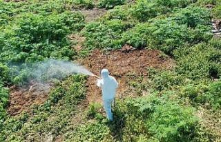 Hava sıcaklığı artarken çıkan haşerelere karşı...