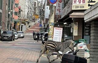 Hayvanat bahçesinden kaçan zebra şehre indi