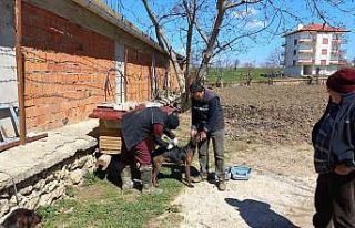 Hocalar’da hayvan hastalıklarıyla mücadele devam...