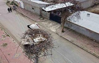 Iğdır’a gelen leylekler yuva için yüksek yerleri...