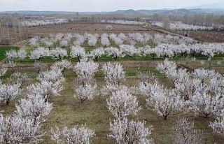 Iğdır’da çiçek açan kayısı ağaçlarından...