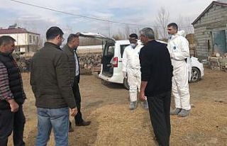 Iğdır’da şap aşısı devam diyor