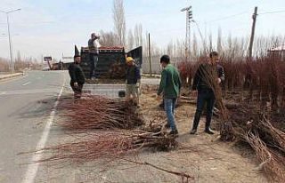 Iğdır’ın sarı altınının fidan satışları...