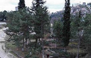 İl Özel İdaresi’nden "Kesilen ağaçların...